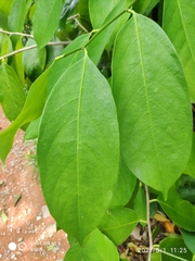 Cleistanthus macrophyllus