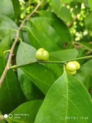 Cleistanthus macrophyllus