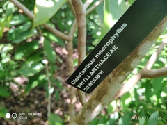 Cleistanthus macrophyllus