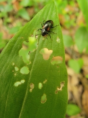 Plamius quadrinotatus