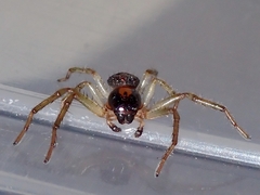 Sinothomisus hainanus