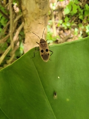 Physopelta fusciscutellata