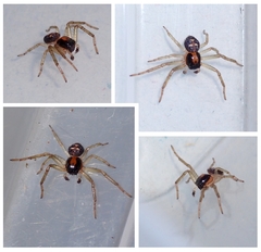 Sinothomisus hainanus