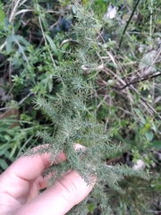 Asparagus acutifolius