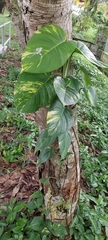Epipremnum aureum