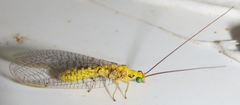 Italochrysa