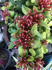 Ixora coccinea