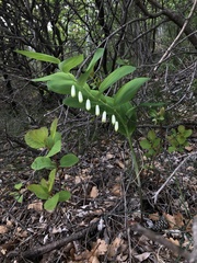 Polygonatum odoratum
