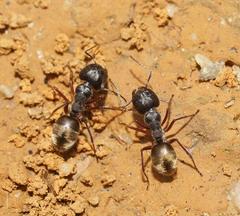 Camponotus suffusus