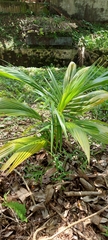 Cocos nucifera