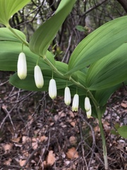 Polygonatum odoratum