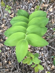 Polygonatum odoratum