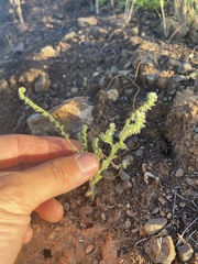 Cryptantha microstachys