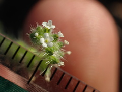 Cryptantha microstachys
