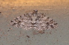 Myrioblephara desumpta