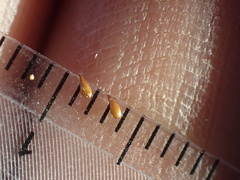 Cryptantha microstachys