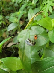 Lysiteles