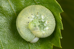 Cimbicidae
