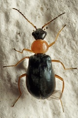 Hypebaeus flavicollis