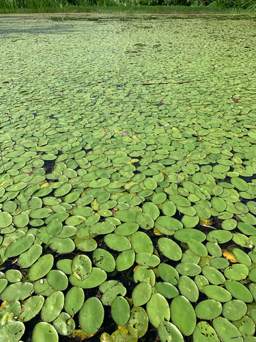 Watershield