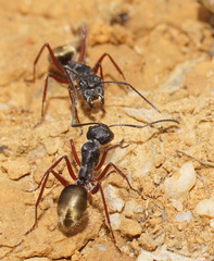Camponotus suffusus