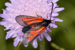 Zygaena osterodensis
