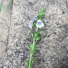 Veronica serpyllifolia serpyllifolia