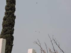 Petrochelidon fulva