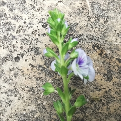 Veronica serpyllifolia serpyllifolia