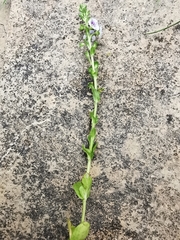 Veronica serpyllifolia serpyllifolia