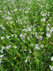 Veronica serpyllifolia serpyllifolia