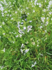 Veronica serpyllifolia serpyllifolia