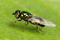 Microchrysa polita