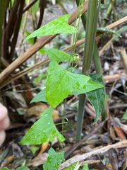 Zehneria cunninghamii