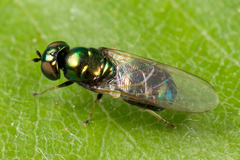 Microchrysa polita