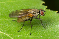 Hydrophoria lancifer