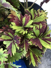Coleus scutellarioides