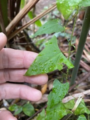 Zehneria cunninghamii