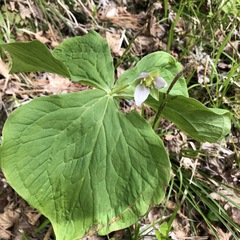 Trillium tschonoskii