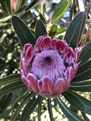 Protea × hybrida