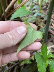 Zehneria cunninghamii