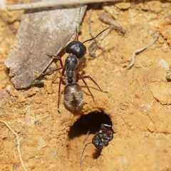Camponotus suffusus