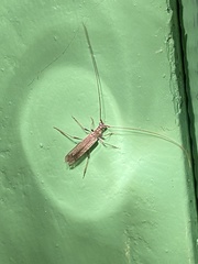 Styloxus fulleri californicus
