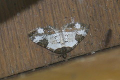 Melanthia procellata