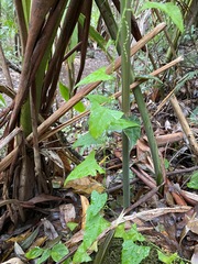 Zehneria cunninghamii