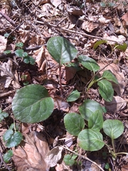 Pyrola rotundifolia