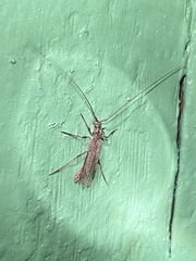 Styloxus fulleri californicus