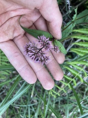 Eupatorium shimadae