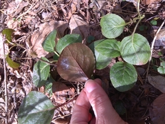Pyrola rotundifolia
