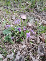 Viola collina